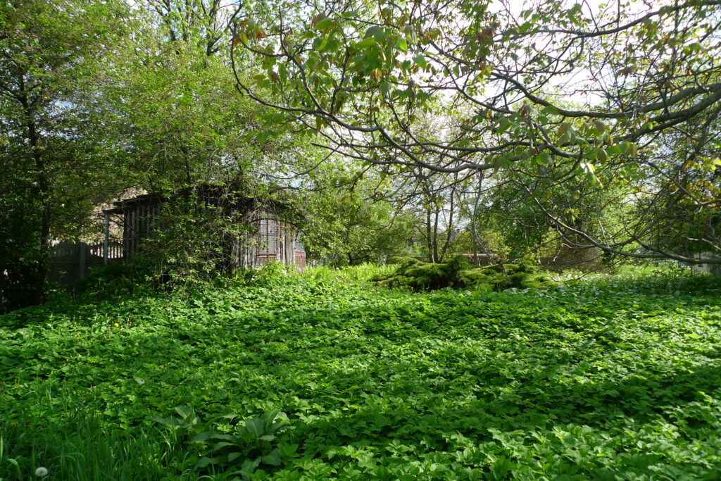 Maleńki, stary, drewniany domek w gęstwinie świeżej, zielonej roślinności